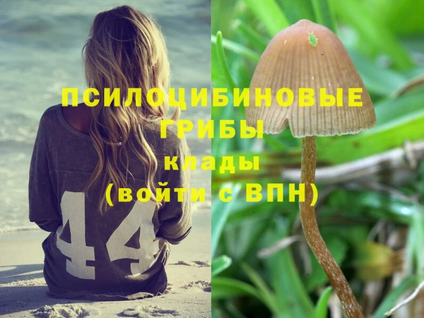 крисы Алзамай